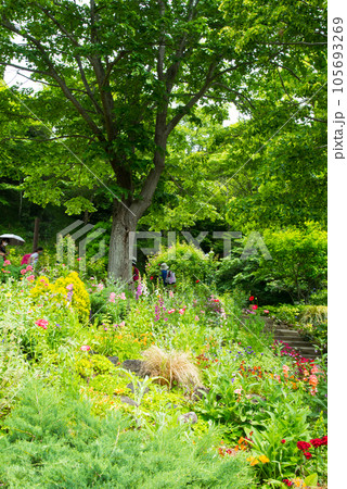 《神戸市》山間部に位置する植物園 布引ハーブ園/ 105693269