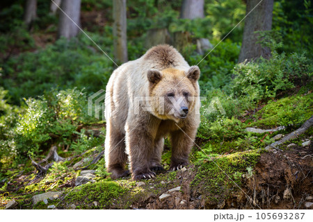 Young brown bear (Ursus arctos) on the edge of the forest 105693287