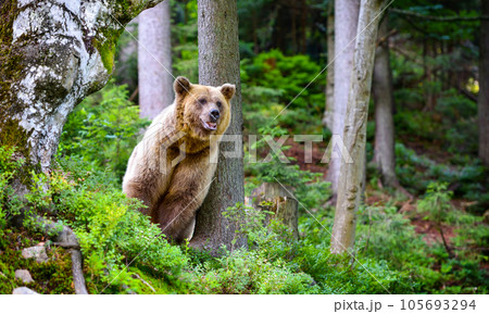Young brown bear (Ursus arctos) on the edge of the forest Young brown bear (Ursus arctos) on the edge of the forest 105693294