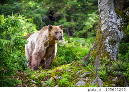 Young brown bear (Ursus arctos) in the summer forest. Animal in natural habitat. 105693296