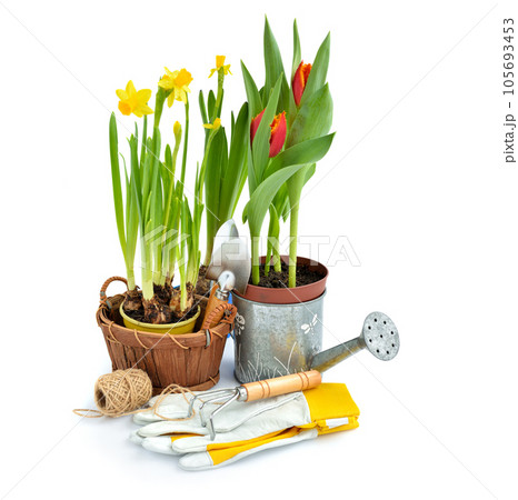 Narcissus flowers, tulips and gardening tools on white background. Gardening concept 105693453