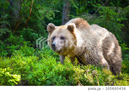 Wild Brown Bear (Ursus Arctos) in the summer forest. Animal in natural habitat. 105693456