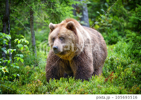 European brown bear (Ursus arctos). Big brown bear in forest. 105693516
