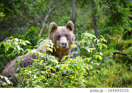 Young brown bear (Ursus arctos) in the summer forest. Animal in natural habitat. Young brown bear (Ursus arctos) in the summer forest. Animal in natural habitat. 105693520