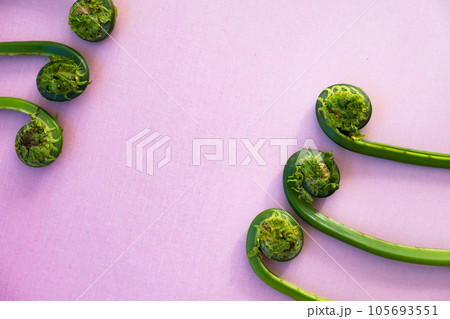 こごみ（クサソテツ） 105693551