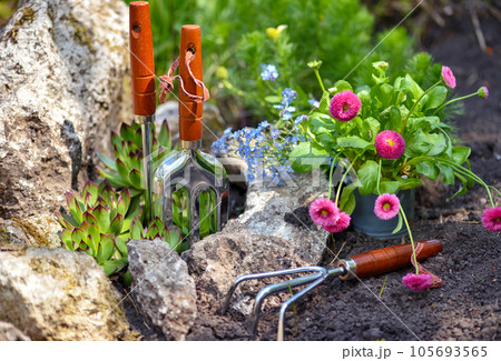 Gardening tools and spring flowers in the garden. Gardening concept. 105693565