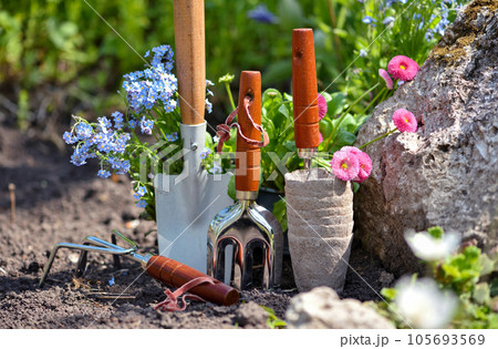 Gardening tools and spring flowers in the garden. Gardening concept. 105693569
