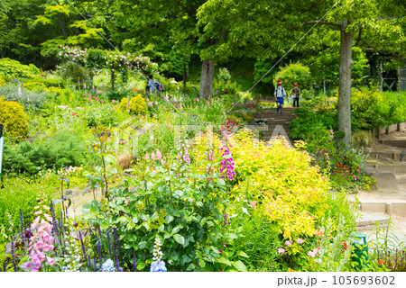 《神戸市》山間部に位置する植物園 布引ハーブ園/ 105693602