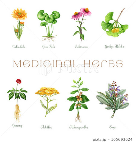 Medicinal herbs and flowers set watercolor illustration. Hand drawn medical plants. Ginseng, gotu kola, echinacea, calendula, sage, ashwagandha, ginkgo biloba healthcare plants. White background 105693624
