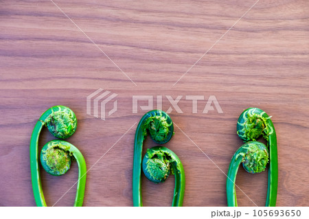 こごみ(クサソテツ)の背景素材 こごみ(クサソテツ)の背景素材 105693650