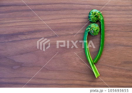 こごみ（クサソテツ）の背景素材	 105693655