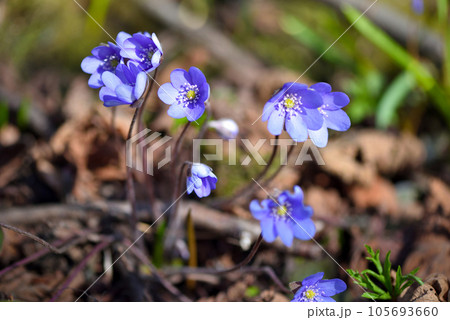 Blooming in the spring forest Hepatica nobilis Blooming in the spring forest Hepatica nobilis 105693660