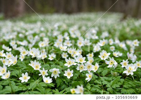 Anemone nemorosa flowers in the spring forest 105693669