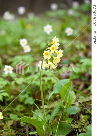 Primula elatior on a spring meadow, selective focus. Primrose in the natural environment. Primula elatior on a spring meadow, selective focus. Primrose in the natural environment. 105693673