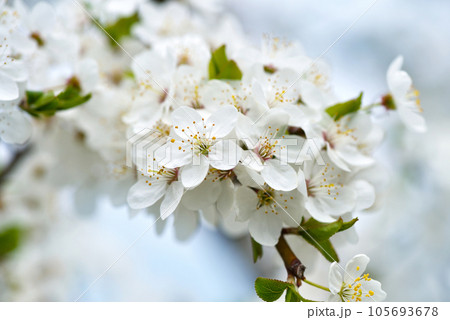 Flowers bloom on a branch of cherry against blue sky Flowers bloom on a branch of cherry against blue sky 105693678