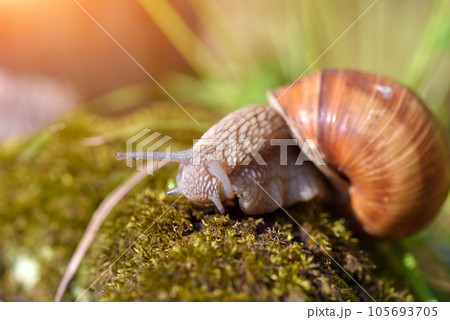 Burgundy snail (Helix pomatia, Roman snail, edible snail, escargot) on the moss. Close-up images Burgundy snail (Helix pomatia, Roman snail, edible snail, escargot) on the moss. Close-up images 105693705