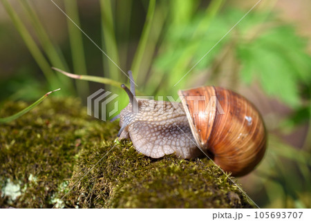 Burgundy snail (Helix pomatia, Roman snail, edible snail, escargot) on the moss. Close-up images Burgundy snail (Helix pomatia, Roman snail, edible snail, escargot) on the moss. Close-up images 105693707