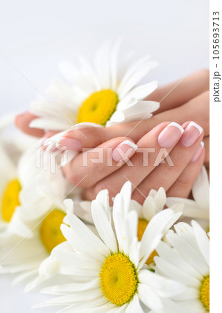 Beautiful woman french manicured hands with fresh daisy flowers 105693713