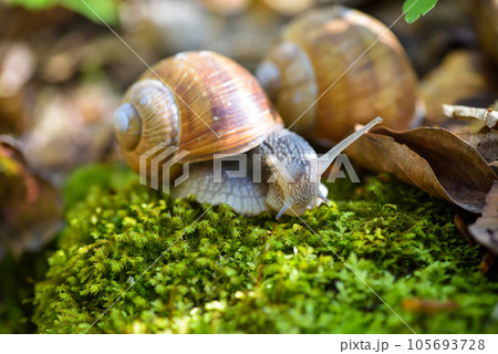 Burgundy snail (Helix pomatia, Roman snail, edible snail, escargot) on the green moss. 105693728