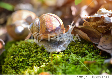 Burgundy snail (Helix pomatia, Roman snail, edible snail, escargot) on the green moss. Burgundy snail (Helix pomatia, Roman snail, edible snail, escargot) on the green moss. 105693731