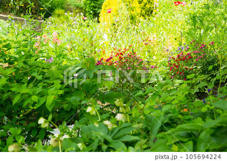 《神戸市》山間部に位置する植物園 布引ハーブ園/ 105694224