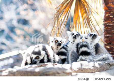 Family of cute little Ring-tailed lemur sitting in the shade on a hot summer day on Madagascar. 105694399