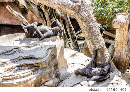 Siesta time. Chimpanzee lying on the rocks, relaxing and sunbathing in humal like pose, ignoring zoo visitors, not giving a fuck. Siesta time. Chimpanzee lying on the rocks, relaxing and sunbathing in humal like pose, ignoring zoo visitors, not giving a fuck. 105694401