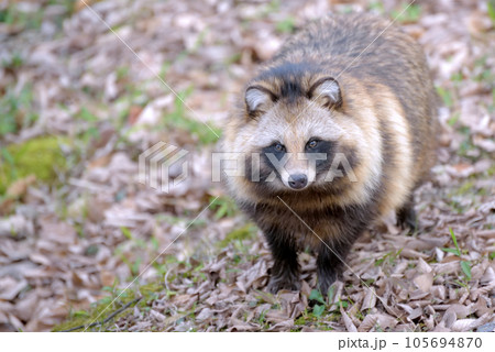 Gaze of Wild Tanuki (Gyotoku Wild Bird Paradise - Stock