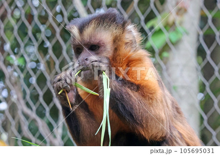 フサオマキザル フサオマキザル 105695031