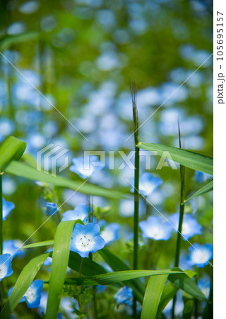 《神戸市》山間部に位置する植物園 布引ハーブ園/ 105695157