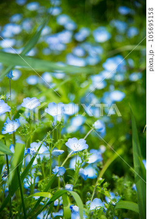 《神戸市》山間部に位置する植物園 布引ハーブ園/ 105695158