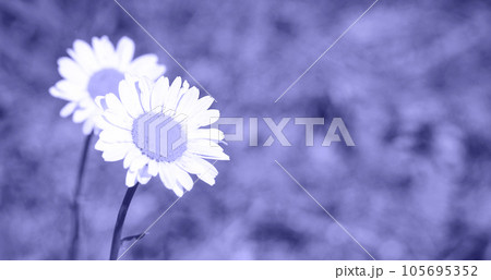 Very Peri. Color of the year 2022. Abstract background toned trendy violet color. Copy Space for text. Spring Meadow with Daisies. Grass and Flowers border. Close-up of the lawn Very Peri. Color of the year 2022. Abstract background toned trendy violet color. Copy Space for text. Spring Meadow with Daisies. Grass and Flowers border. Close-up of the lawn 105695352