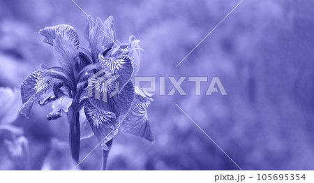 Very Peri. Color of the year 2022. Abstract background toned trendy violet color. Copy Space for text. Bright blue Iris flowers close-up on a background of blurred green grass 105695354