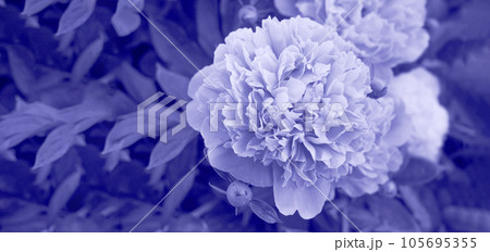 Very Peri. Abstract background toned trendy violet color. Copy Space for text. Beautiful floral background with peony flowers, bokeh and light effects Very Peri. Abstract background toned trendy violet color. Copy Space for text. Beautiful floral background with peony flowers, bokeh and light effects 105695355