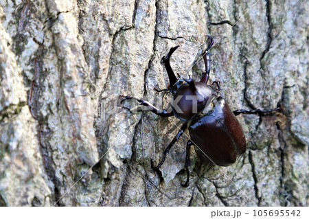 夏の猛暑で有名な鳩山町愛郷の里の森に生息しているカブトムシのオス 105695542