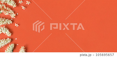 Bird cherry blossom branch on red background. Bird-cherry flowers composition on paper. White flowers on orange. Spring concept. Flat lay, top view, copy space. Floral backdrop 105695657