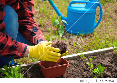 Hand of gardener seedling young vegetable plant in the fertile soil. Woman's hands in yellow gloves and red shirt is gardening. Female farmer planting peppers in the ground. Organic Cultivation Hand of gardener seedling young vegetable plant in the fertile soil. Woman's hands in yellow gloves and red shirt is gardening. Female farmer planting peppers in the ground. Organic Cultivation 105695958