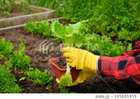 Farmer Harvesting Organic Salad Leaves in the the Greenhouse. Female Hand holding or picking Butterhead Salad Lettuce in her hands. Agricultural Farming. Fresh vegetable. Healthy food concept Farmer Harvesting Organic Salad Leaves in the the Greenhouse. Female Hand holding or picking Butterhead Salad Lettuce in her hands. Agricultural Farming. Fresh vegetable. Healthy food concept 105695959