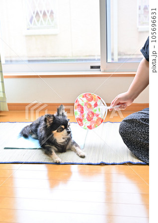 愛犬と過ごす夏　チワワと飼い主の女性 105696631