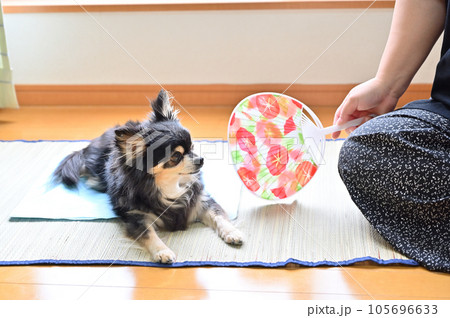 愛犬と過ごす夏　チワワと飼い主の女性 105696633