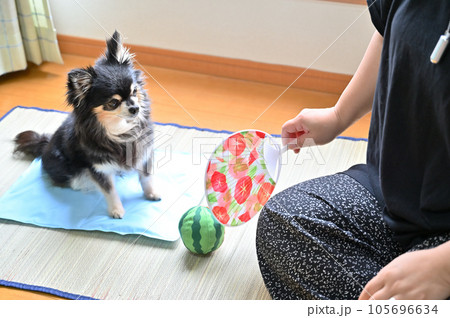 愛犬と過ごす夏　チワワと飼い主の女性 105696634