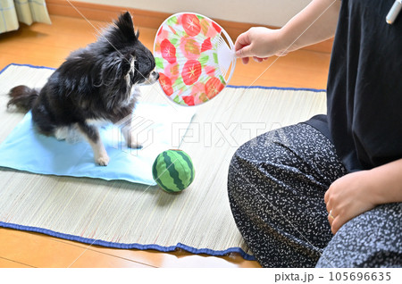 愛犬と過ごす夏　チワワと飼い主の女性 105696635