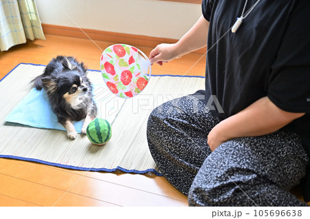 愛犬と過ごす夏　チワワと飼い主の女性 105696638