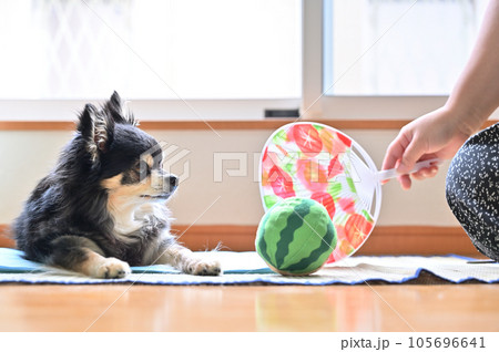 愛犬と過ごす夏　チワワと飼い主の女性 105696641