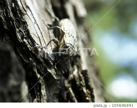ウバタマムシ 105696891