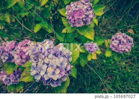 枯れ始めの紫陽花 枯れ始めの紫陽花 105697027