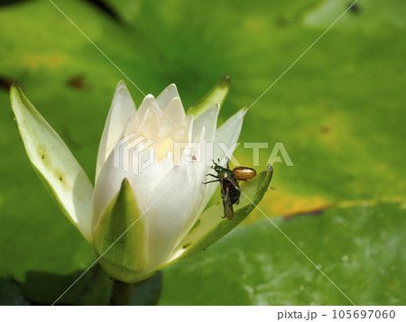 スイレンとマメコガネ 105697060