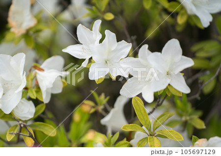 春に咲いた白いツツジ 105697129