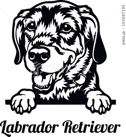 Labrador Retriever Dog - Peeking Dog Breed - Pet Dog Vector Portrait, Dog Silhouette Stencil 105697195