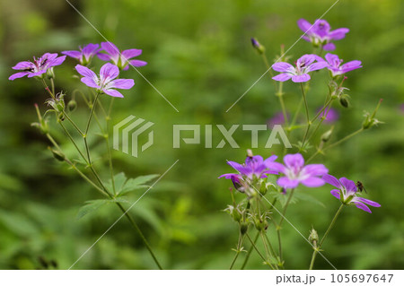 meadow geranium purple several flowers 105697647